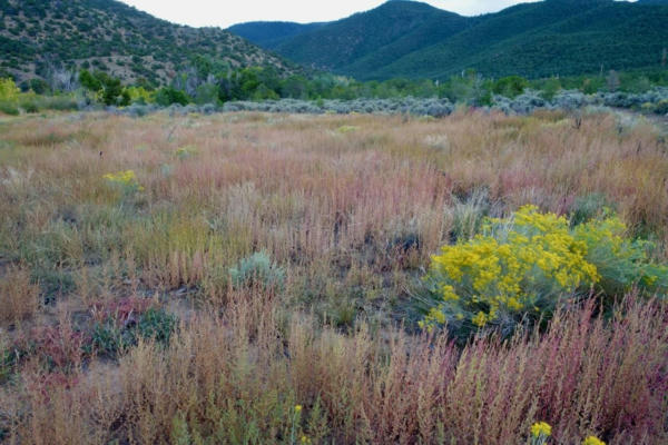 TRACT B WITT RD, TAOS, NM 87571 - Image 1