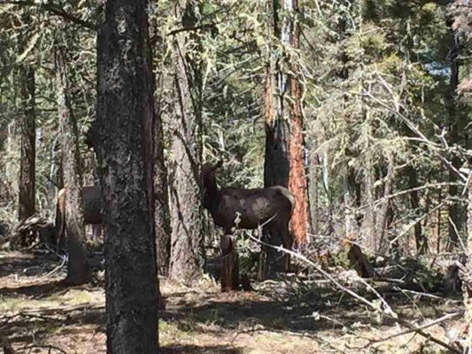 LOT 111A CALLE DE LOS INDIOS, ANGEL FIRE, NM 87710, photo 2 of 7